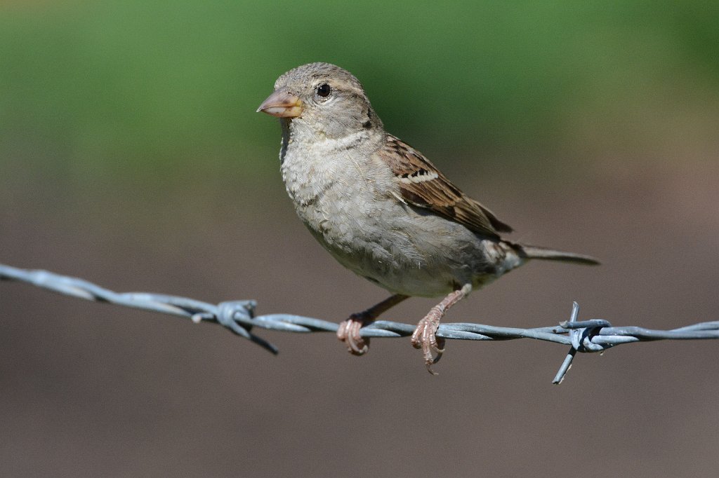 Sparrow, House, 2016-07194125 Wachusett Meadow, MA.JPG - House Sparrow. Heifer Farm, Rutland, MA, 7-19-2016